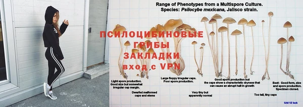 apvp Аркадак